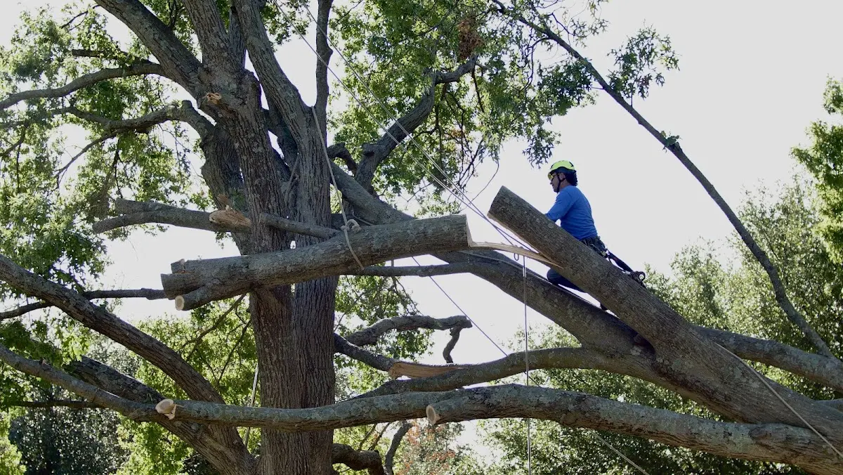 Professional Crown Thinning performed by certified arborists in Pottstown
